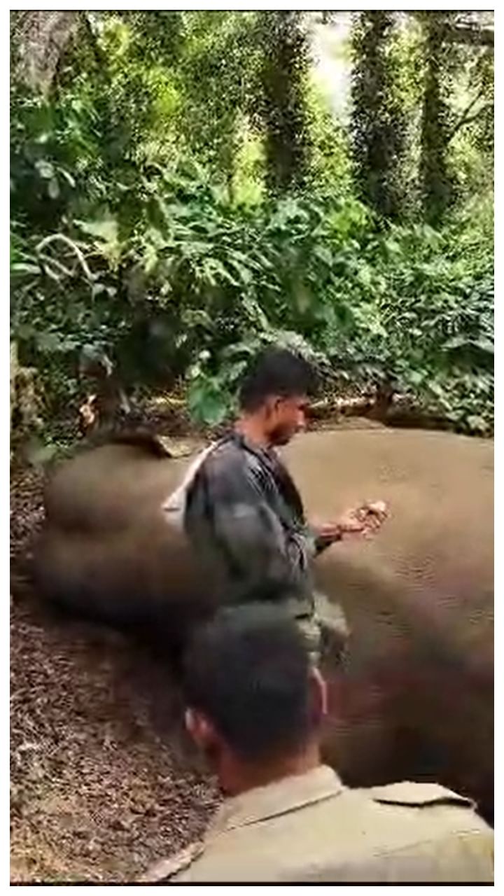 ಆರು ಸಾಕಾನೆಗಳಿಗೆ ಚಳ್ಳೆ ಹಣ್ಣು ತಿನ್ನಿಸಿ ಎಲ್ಲಂದರಲ್ಲಿ ಓಡಾಡಿದ್ದ ಒಂಟಿ ಕೋರೆ ಆನೆ ಇದಾಗಿದೆ