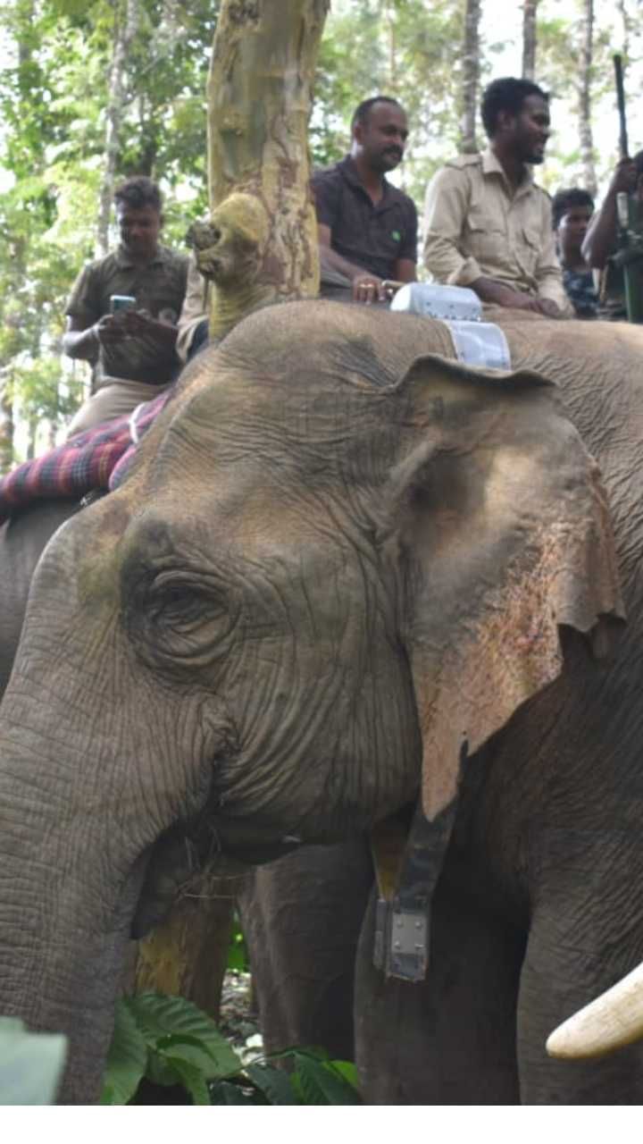 ELEPHANT 9