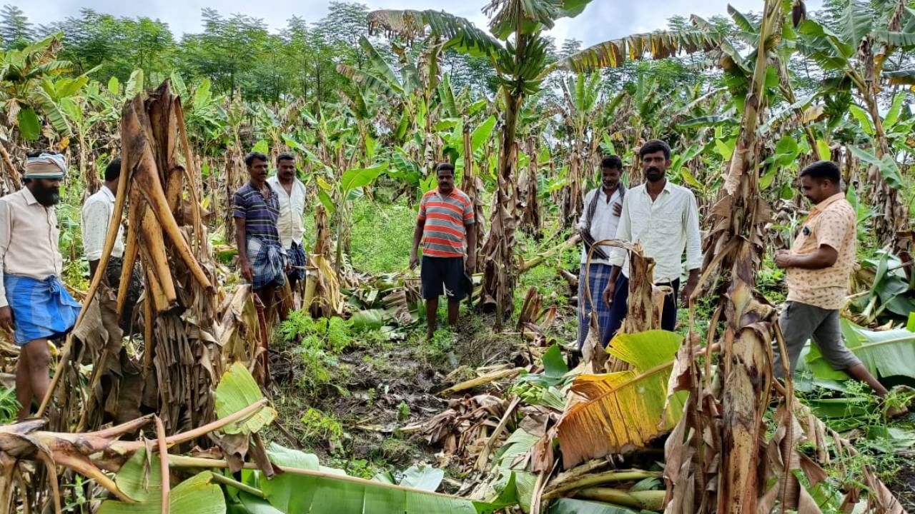 ಮೈಸೂರು: ಕಾಡಾನೆಗಳ ದಾಳಿಗೆ ಅಪಾರ ಪ್ರಮಾಣದ ಬೆಳೆ ನಾಶ: ಕಾವಲುಗಾರರನ್ನ ನೇಮಿಸುವಂತೆ ಒತ್ತಾಯ