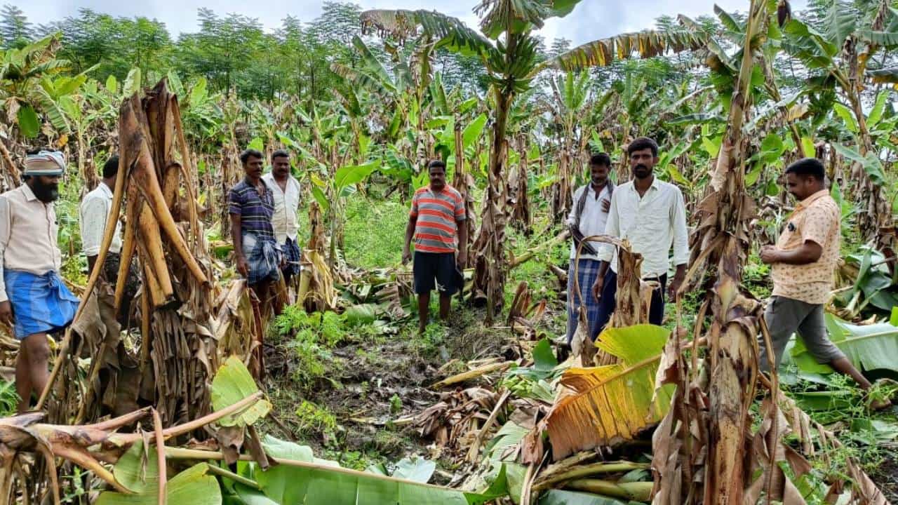 ಮೈಸೂರು: ಕಾಡಾನೆಗಳ ದಾಳಿಗೆ ಅಪಾರ ಪ್ರಮಾಣದ ಬೆಳೆ ನಾಶ: ಕಾವಲುಗಾರರನ್ನ ನೇಮಿಸುವಂತೆ ಒತ್ತಾಯ ಮೈಸೂರು: ಕಾಡಾನೆಗಳ ದಾಳಿಗೆ ಅಪಾರ ಪ್ರಮಾಣದ ಬೆಳೆ ನಾಶ: ಕಾವಲುಗಾರರನ್ನ ನೇಮಿಸುವಂತೆ ಒತ್ತಾಯ