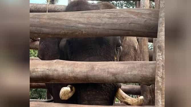ಅಕ್ಕಿ ಕಳ್ಳ ಎಂದೇ ಖ್ಯಾತವಾಗಿದ್ದ ಆನೆ ರಾಮಾಪುರ ಶಿಬಿರದಲ್ಲಿ ಸಾವು