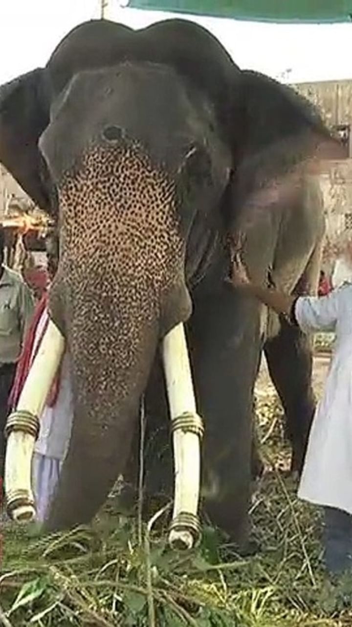 ಪುಂಡಾನೆಯ ಸೆರೆಗೆ ಸತತ ಐದು ದಿನಗಳಿಂದ ಕಾರ್ಯಾಚರಣೆ ನಡೆಸಲಾಗುತ್ತಿತ್ತು.
