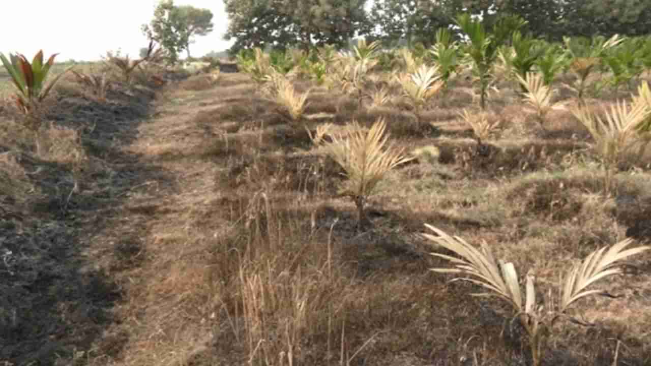 ದ್ವೇಷಕ್ಕೆ ಬಲಿಯಾದ ಅಡಿಕೆ ಗಿಡಗಳು: ಹಗಲಿರುಳು ಬೆಳೆಸಿದ್ದ ಬೆಳೆ ಬೆಂಕಿಗಾಹುತಿ: ಕಂಗಾಲಾದ ರೈತ