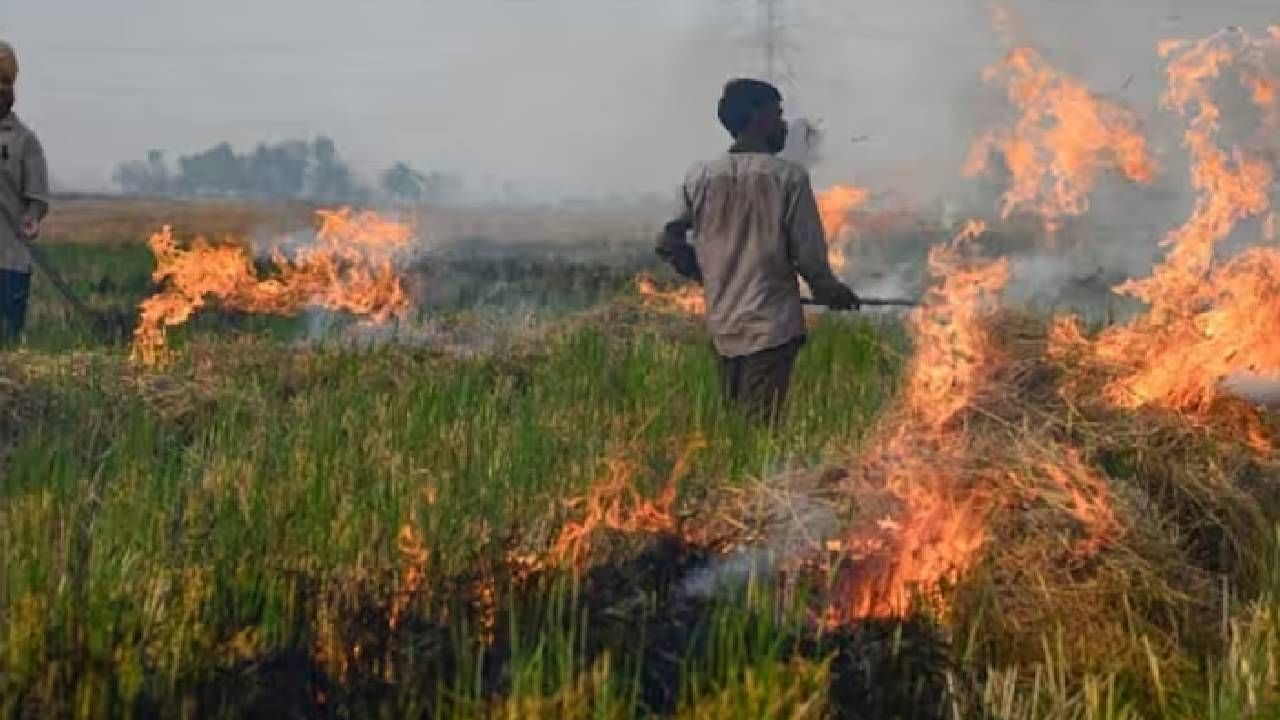 Delhi Air Pollution: ದೆಹಲಿ ವಾಯು ಮಾಲಿನ್ಯ, ಪಂಜಾಬ್​ಗೆ ಸುಪ್ರೀಂ ಛೀಮಾರಿ, ಹುಲ್ಲು ಸುಡುವುದನ್ನು ನಿಲ್ಲಿಸಲು ಸೂಚನೆ