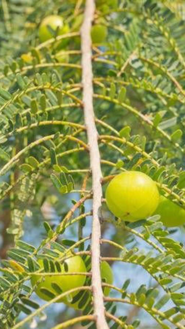 ಕಾರ್ತೀಕ ಮಾಸದಲ್ಲಿ ಅಂದರೆ ನವೆಂಬರ್​​ ತಿಂಗಳಿನಲ್ಲಿ ನೆಲ್ಲಿಕಾಯಿ ಬಿಡಲು ಪ್ರಾರಂಭವಾಗಿರುತ್ತದೆ.