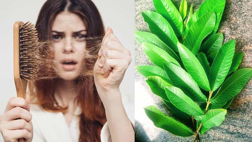Hair loss: ಕೂದಲು ಉದುರುವಿಕೆ ಸಮಸ್ಯೆಗೆ ಪೇರಳೆ ಎಲೆಯ ಹೇರ್ ಮಾಸ್ಕ್ ತಯಾರಿಸಿ