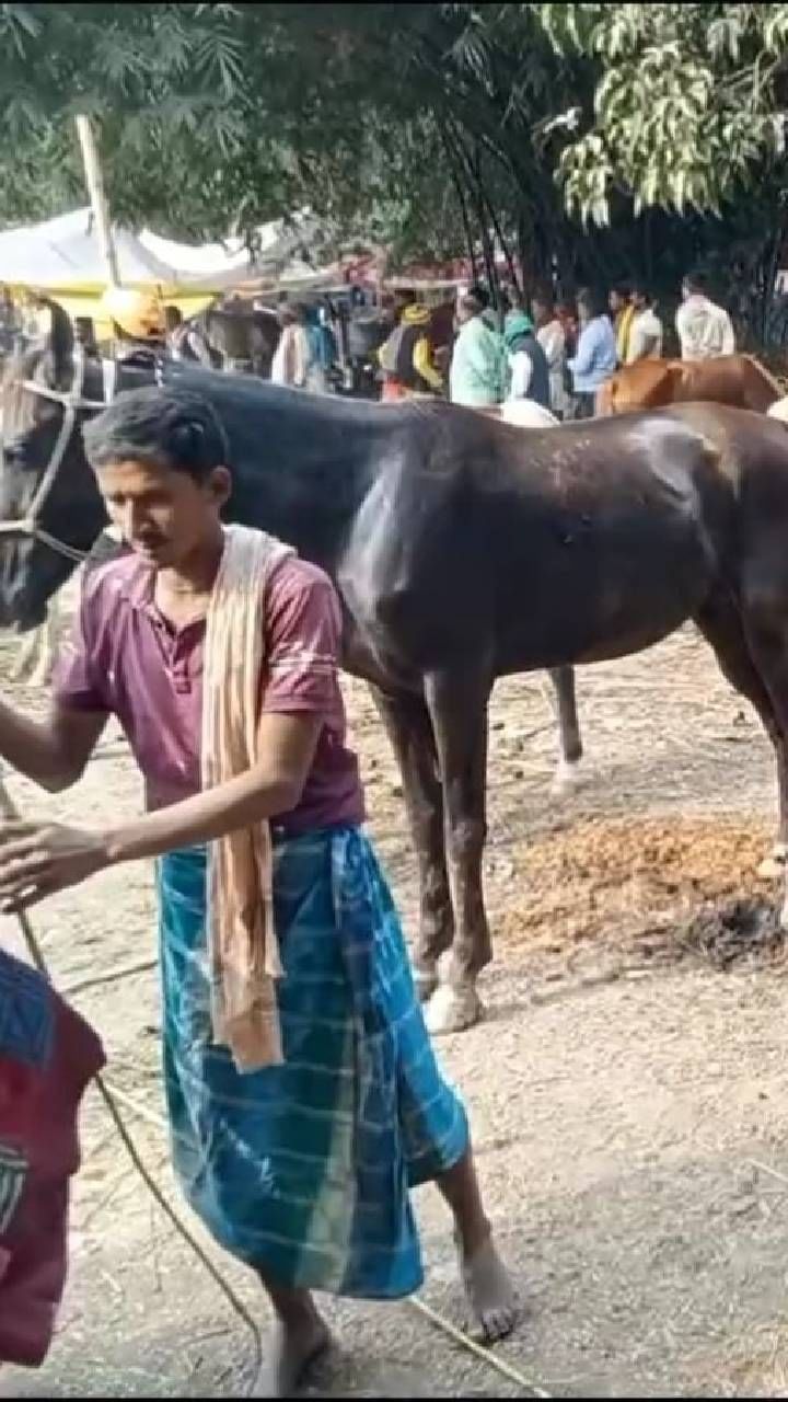 ವಿಶ್ವ ವಿಖ್ಯಾತ ಹರಿಹರ ಕ್ಷೇತ್ರದ ಸೋನ್ಪುರ್ ಜಾತ್ರೆಯಲ್ಲಿ ಜಾತ್ರೆಯಲ್ಲಿ ವಿಚಿತ್ರ ಕುದುರೆ ಕಾಣಿಸಿಕೊಂಡಿದೆ.