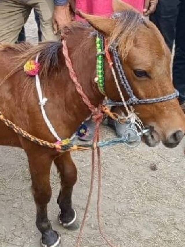 ಸೋನ್​ಪುರ್ ಜಾತ್ರೆಯಲ್ಲಿ 24 ಇಂಚಿನ ಕುಬ್ಜ ಕುದುರೆಯದ್ದೇ ಕಾರುಬಾರು