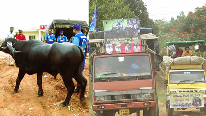 ಹಾಸನದಲ್ಲಿ ಬ್ರೇಕ್​ ತೆಗೊಂಡ ಕರಾವಳಿ ಕಂಬಳ ಕೋಣಗಳ ಜಬರ್ದಸ್ತ್​​​ ಸವಾರಿ