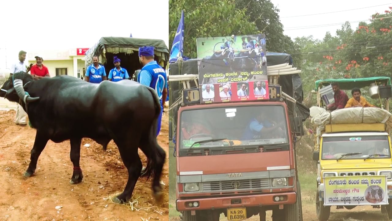 ಹಾಸನದಲ್ಲಿ ಬ್ರೇಕ್​ ತೆಗೊಂಡ ಕರಾವಳಿ ಕಂಬಳ ಕೋಣಗಳ ಜಬರ್ದಸ್ತ್​​​ ಸವಾರಿ ಹೀಗಿತ್ತು ನೋಡಿ