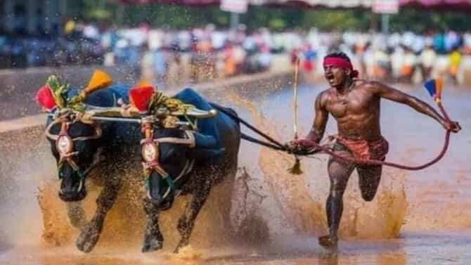 ಬೆಂಗಳೂರು ಕಂಬಳ: ಇಂದು, ನಾಳೆ ಈ ರಸ್ತೆಗಳಲ್ಲಿ ಟ್ರಾಫಿಕ್ ಬಿಸಿ