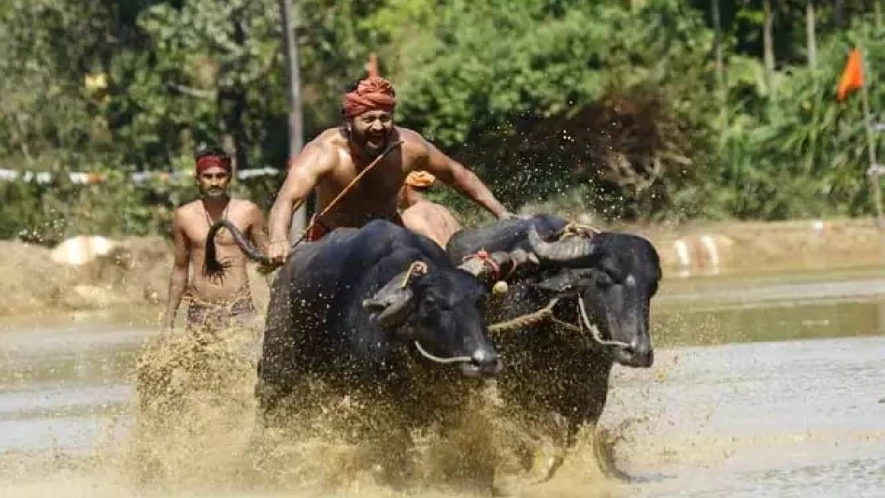 ಇನ್ನು ಕೋಣಗಳನ್ನು ಓಡಿಸಿದ ರಾಘವೇಂದ್ರ ಪೂಜಾರಿ ಮಾತನಾಡಿ, ನಮ್ಮ ಕಿಟ್ಟು – ಅಪ್ಪು ಎದುರಾಳಿ ಕೋಣಗಳಿಗೆ ಓಡುವುದರಲ್ಲಿ ಫೈಟ್ ಕೊಡುತ್ತವೆ. ಇದರಿಂದಲೇ ನಾವು ಗೆದ್ದಿದ್ದೇವೆ. ಇಷ್ಟು ದೊಡ್ಡ ಕಂಬಳದಲ್ಲಿ ಭಾಗವಹಿಸಿ ಪದಕ ಗೆದ್ದಿರುವುದು ಖುಷಿ ತಂದಿದೆ ಎಂದು ಸಂತಸ ವ್ಯಕ್ತಪಡಿಸಿದ್ದಾರೆ.