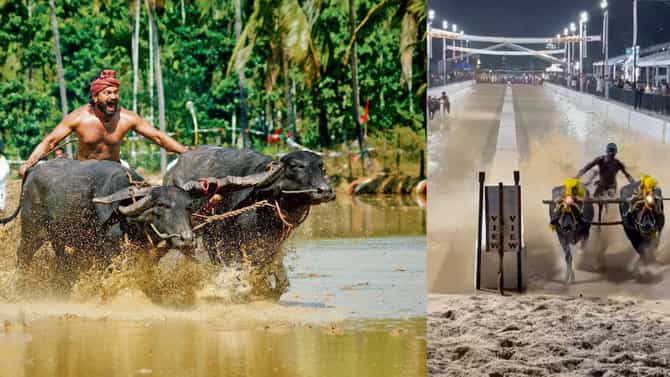 ಬೆಂಗಳೂರು ಕಂಬಳದಲ್ಲಿ ಚಿನ್ನ ಗೆದ್ದ ಕಾಂತಾರ ಚಿತ್ರದ ಅಪ್ಪು-ಕಿಟ್ಟು ಕೋಣಗಳು