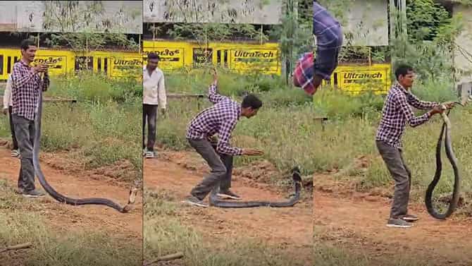 12 ಅಡಿ ಉದ್ದದ ಬೃಹತ್ ಕಾಳಿಂಗ ಸರ್ಪ ಹಿಡಿದ ಉರಗರಕ್ಷಕ