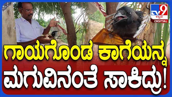 ಗಾಯಗೊಂಡ ಕಾಗೆಯ  ಆರೈಕೆ ಮಾಡುತ್ತಿರುವ ಕೊಪ್ಳಳದ ಶ್ರೀನಿವಾಸ ರೆಡ್ಡಿ ದಯಾಮಯಿ