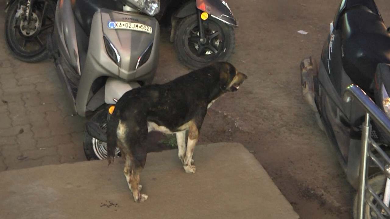 ನೆಲಮಂಗಲ ಟೌನ್‌ನಲ್ಲಿ ಸಿಕ್ಕಸಿಕ್ಕವರ ಮೇಲೆ ಹುಚ್ಚು ನಾಯಿ ದಾಳಿ; 12 ಮಂದಿಗೆ ಗಾಯ