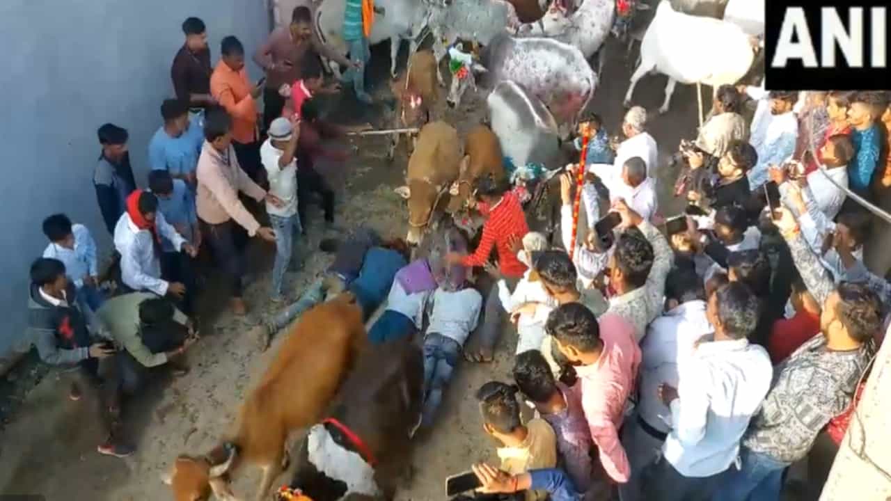 ಹಸುಗಳಿಂದ ತುಳಿಸಿಕೊಳ್ಳುವ ಭಕ್ತರು; ಮಧ್ಯಪ್ರದೇಶದಲ್ಲಿದೆ ಈ ವಿಶಿಷ್ಟವಾದ ದೀಪಾವಳಿ ಸಂಪ್ರದಾಯ ಹಸುಗಳಿಂದ ತುಳಿಸಿಕೊಳ್ಳುವ ಭಕ್ತರು; ಮಧ್ಯಪ್ರದೇಶದಲ್ಲಿದೆ ಈ ವಿಶಿಷ್ಟವಾದ ದೀಪಾವಳಿ ಸಂಪ್ರದಾಯ