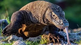 ಭಾರತವನ್ನು ಮನಸಾರೆ ಕೊಂಡಾಡಿ ಥ್ಯಾಂಕ್ಸ್ ಅಂತ ರಾಕ್ ಲೆಜೆಂಡ್ ಮಿಕ್ ಜೇಗರ್; ಕೂಡಲೇ ಪ್ರತಿಕ್ರಿಯಿಸಿದ ಪ್ರಧಾನಿ ನರೇಂದ್ರ ಮೋದಿ