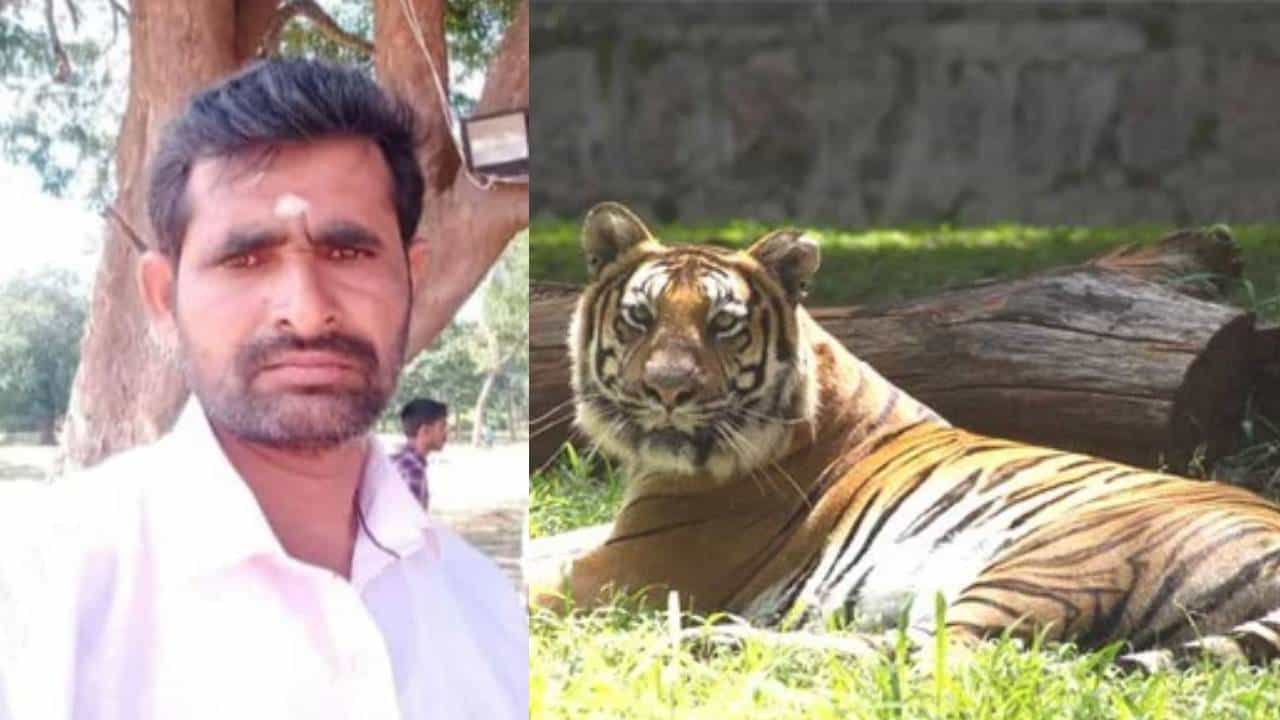 ಮೈಸೂರಿನಲ್ಲಿ ಹುಲಿ ದಾಳಿಗೆ ಮತ್ತೊಂದು ಬಲಿ: ವ್ಯಾಘ್ರನ ಬಂಧನಕ್ಕೆ ಮುಂದುವರೆದ ಶೋಧ ಕಾರ್ಯ ಮೈಸೂರಿನಲ್ಲಿ ಹುಲಿ ದಾಳಿಗೆ ಮತ್ತೊಂದು ಬಲಿ: ವ್ಯಾಘ್ರನ ಬಂಧನಕ್ಕೆ ಮುಂದುವರೆದ ಶೋಧ ಕಾರ್ಯ