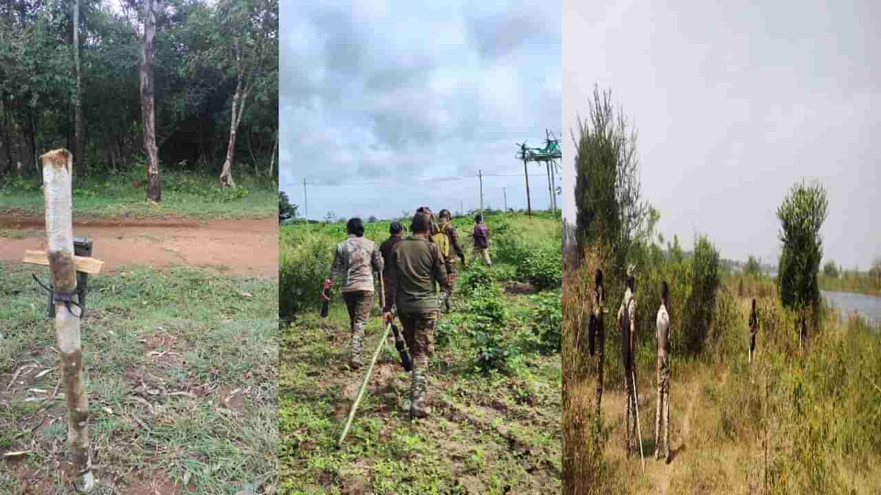 ಮೈಸೂರು: ಹುಲಿ ಸೆರೆಗಾಗಿ ಕಾರ್ಯಾಚರಣೆಗಿಳಿದ ವಿಶೇಷ ತಂಡ: 6 ಸಿಸಿ ಕ್ಯಾಮರಾ ಅಳವಡಿಸಿದ ಅರಣ್ಯ ಇಲಾಖೆ