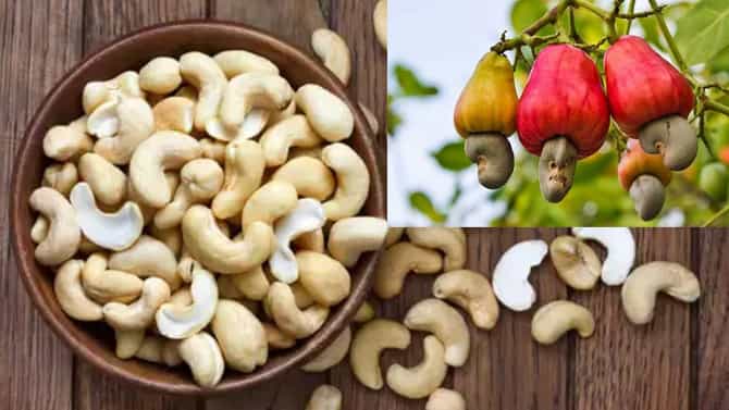 National Cashew Day: ಗೋಡಂಬಿ ದಿನ, ಗೋಡಂಬಿ ಯಾವ ದೇಶದ್ದು ಗೊತ್ತಾ?