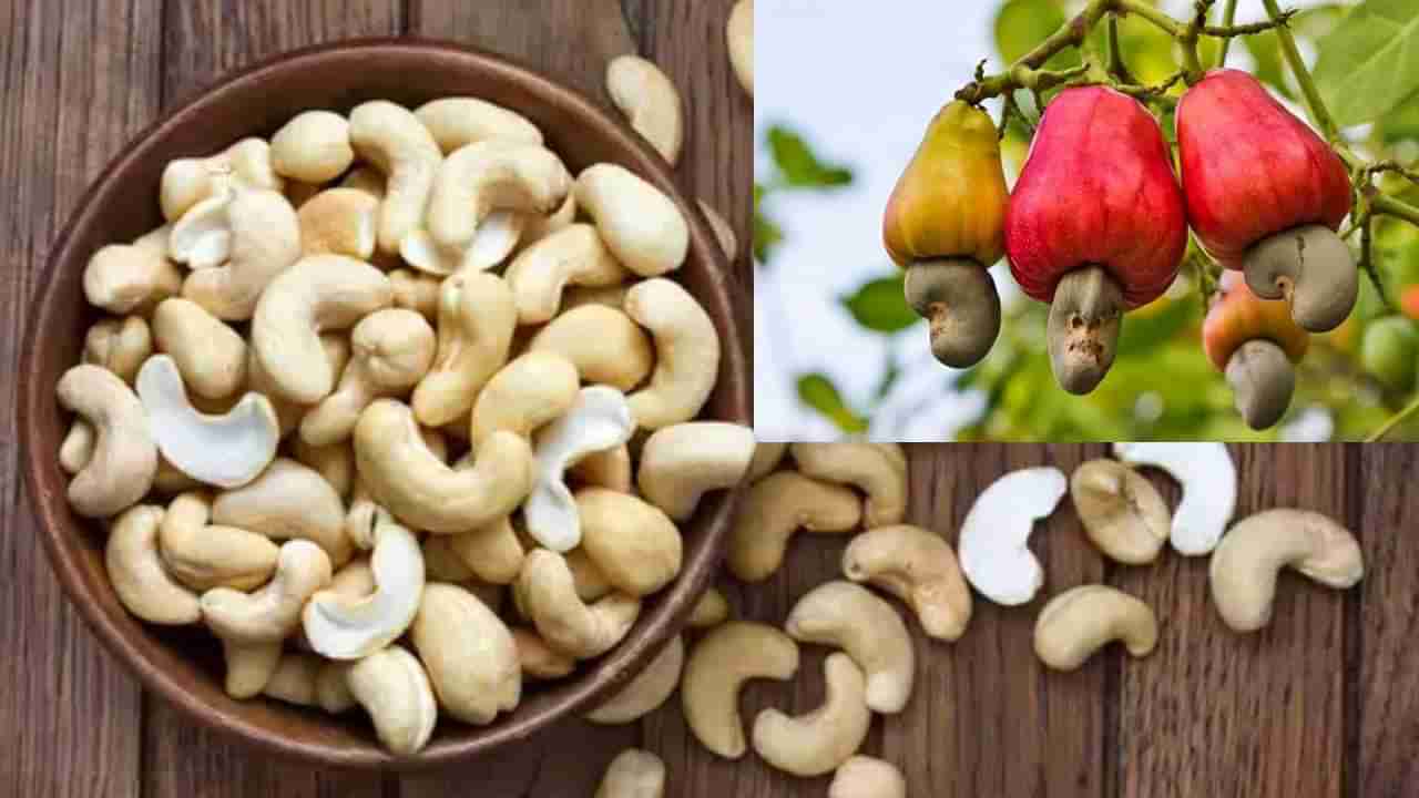 National Cashew Day: ಗೋಡಂಬಿ ಯಾವ ದೇಶದ್ದು ಗೊತ್ತಾ? ಗೋಡಂಬಿ ದಿನ ಏಕೆ ಆಚರಿಸುತ್ತಾರೆ?