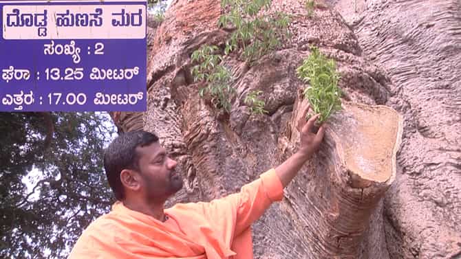ಸವಣೂರು: ಧರೆಗುರುಳಿದ್ದ ದೊಡ್ಡ ಹುಣಸೆ ಮರಕ್ಕೆ ಮತ್ತೆ ಕಳೆ ಬಂದಿದೆ