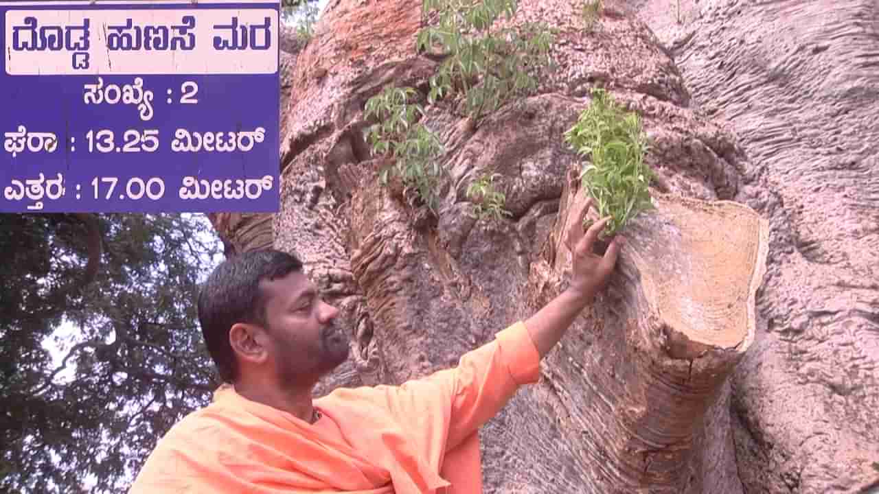 ಸವಣೂರು: ಇತ್ತೀಚೆಗೆ ಧರೆಗುರುಳಿದ್ದ ದೊಡ್ಡ ಹುಣಸೆ ಮರಕ್ಕೆ ಮತ್ತೆ ಕಳೆ ಬಂದಿದೆ, ಮಠ ಮತ್ತು ಜಿಲ್ಲಾಡಳಿತದ ಪ್ರಯತ್ನಕ್ಕೆ ಫಲ ಸಿಕ್ಕಿದೆ!