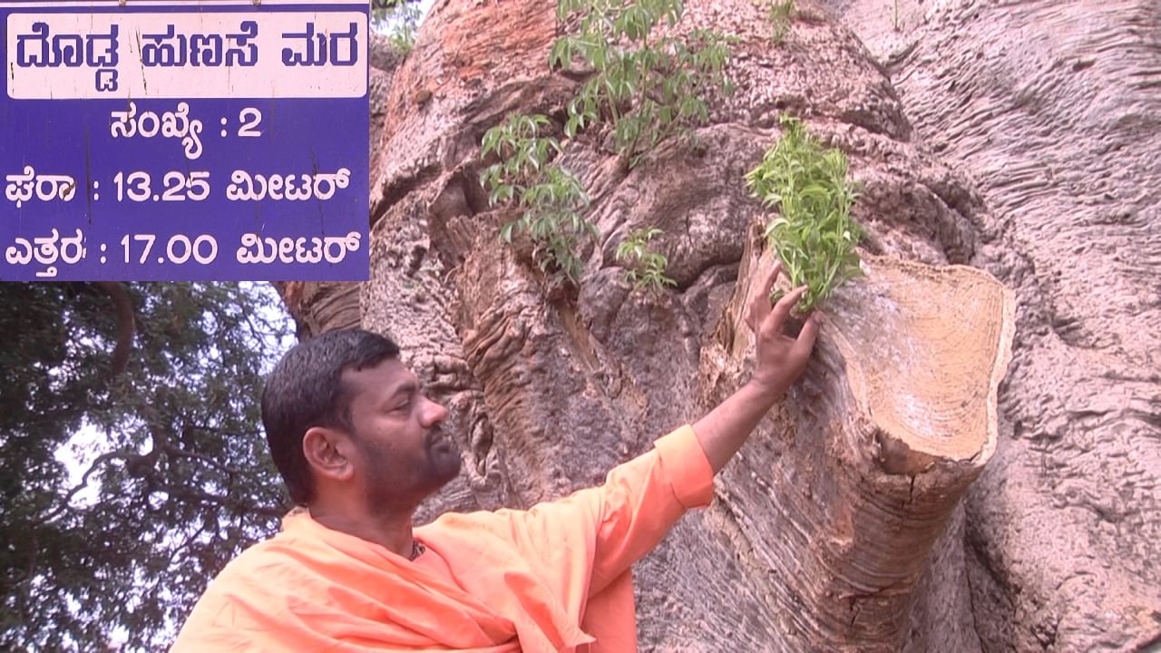 ಸವಣೂರು: ಇತ್ತೀಚೆಗೆ ಧರೆಗುರುಳಿದ್ದ ದೊಡ್ಡ ಹುಣಸೆ ಮರಕ್ಕೆ ಮತ್ತೆ ಕಳೆ ಬಂದಿದೆ, ಮಠ ಮತ್ತು ಜಿಲ್ಲಾಡಳಿತದ ಪ್ರಯತ್ನಕ್ಕೆ ಫಲ ಸಿಕ್ಕಿದೆ! ಸವಣೂರು: ಇತ್ತೀಚೆಗೆ ಧರೆಗುರುಳಿದ್ದ ದೊಡ್ಡ ಹುಣಸೆ ಮರಕ್ಕೆ ಮತ್ತೆ ಕಳೆ ಬಂದಿದೆ, ಮಠ ಮತ್ತು ಜಿಲ್ಲಾಡಳಿತದ ಪ್ರಯತ್ನಕ್ಕೆ ಫಲ ಸಿಕ್ಕಿದೆ!