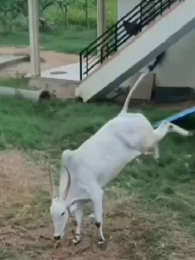 ಚಿಕ್ಕಮಗಳೂರು ಜಿಲ್ಲೆಯ ಗಗನ್​​ (ರೇಸ್​​ ಎತ್ತು) ಇನ್ನಿಲ್ಲ