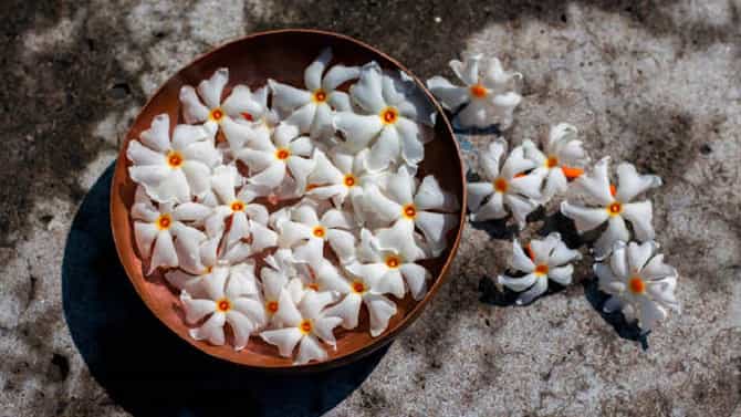 ಹಲವು ರೀತಿಯ ಜ್ವರಗಳಿಗೆ ಪಾರಿಜಾತ ಹೂವು, ಎಲೆಗಳು ದಿವ್ಯೌಷಧಿ