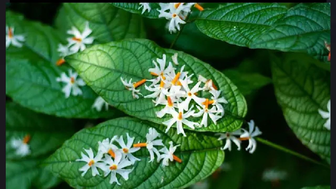 ಪೌರಾಣಿಕ ಕಥೆಗಳ ಪ್ರಕಾರ ಪಾರಿಜಾತವು ಶ್ರೀಕೃಷ್ಣ ದೇವರು ಭೂಮಿಗೆ ತಂದ ಸ್ವರ್ಗೀಯ ಮರವಾಗಿದೆ. ಪಾರಿಜಾತವನ್ನು ಸಾಮಾನ್ಯವಾಗಿ ರಾತ್ರಿ ಮಲ್ಲಿಗೆ ಎಂದು ಕರೆಯಲಾಗುತ್ತದೆ.