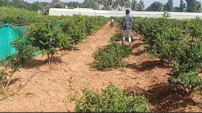 200ಕ್ಕೂ ಅಧಿಕ ದಾಳಿಂಬೆ ಗಿಡ ನಾಶ ಮಾಡಿದ ಕಿಡಿಗೇಡಿಗಳು