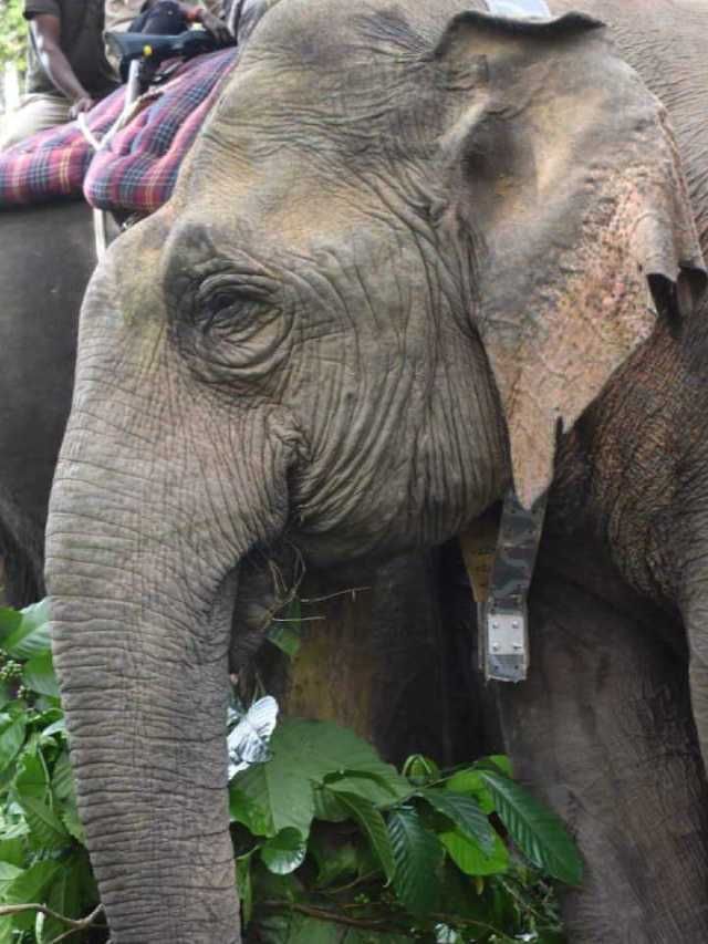 ಹಾಸನ: ಕಾಡಾನೆಗಳಿಗೆ ರೇಡಿಯೋ ಕಾಲರ್ ಅಳವಡಿಕೆ ಆಪರೇಷನ್‌ ಯಶಸ್ವಿ