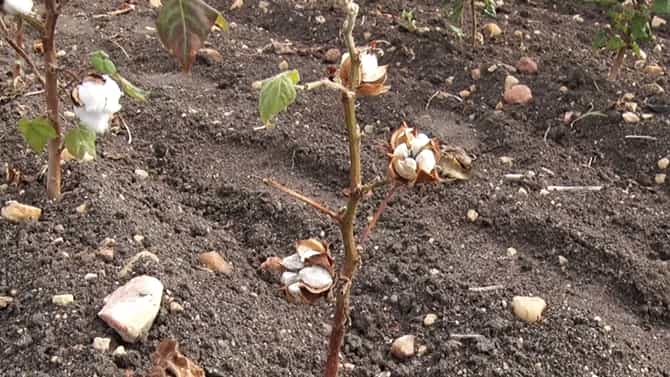 ರಾಯಚೂರು: ಒಣಗಿದ ಬೆಳೆಗೆ ಜೀವ ಕೊಟ್ಟ ಅಕಾಲಿಕ ಮಳೆ