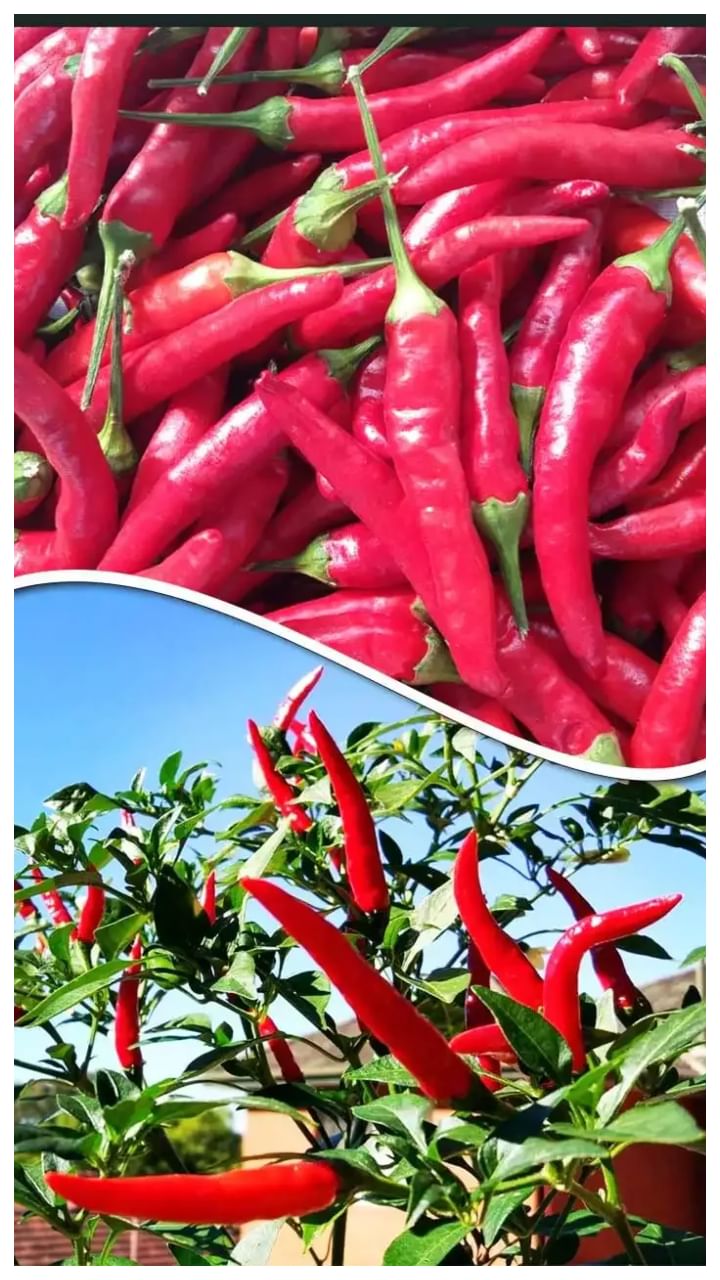 red chili (2)