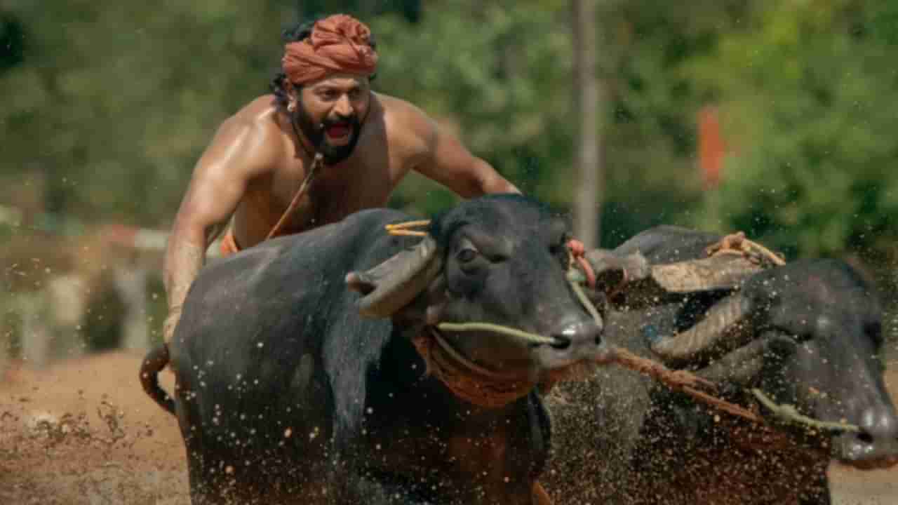 ‘ಕಾಂತಾರ’ ಚಿತ್ರದ ಕೋಣಕ್ಕೆ ಇರೋ ಸವಲತ್ತು ಒಂದೆರಡಲ್ಲ; ಇವನ್ನು ಸಾಕೋ ವಿಧಾನವೇ ಬೇರೆ