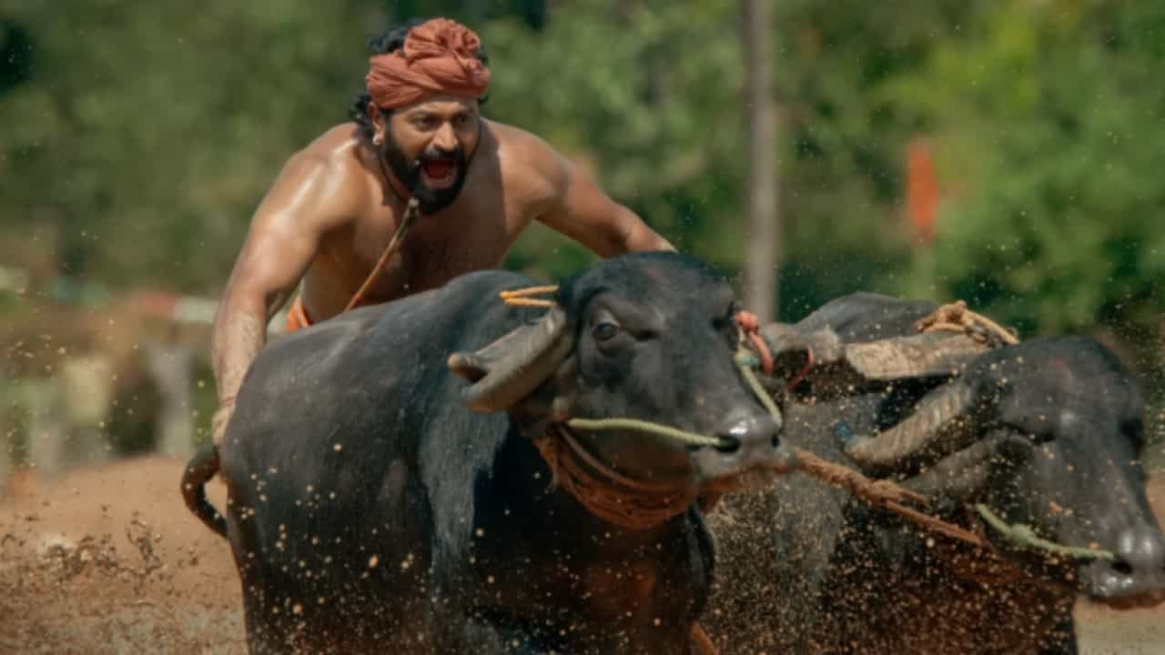 ‘ಕಾಂತಾರ’ ಚಿತ್ರದ ಕೋಣಕ್ಕೆ ಇರೋ ಸವಲತ್ತು ಒಂದೆರಡಲ್ಲ; ಇವನ್ನು ಸಾಕೋ ವಿಧಾನವೇ ಬೇರೆ