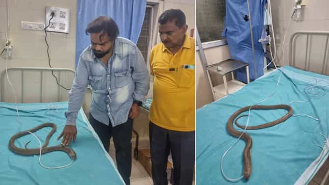 ಫಿನಾಯಿಲ್ ವಾಸನೆಗೆ ಮೂರ್ಛೆ ತಪ್ಪಿದ್ದ ನಾಗರಹಾವು: ಆಮ್ಲಜನಕ ನೀಡಿ ರಕ್ಷಣೆ