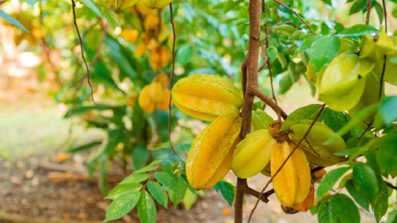 Beauty Tips: ಸೌಂದರ್ಯಕ್ಕೂ, ಸ್ಟಾರ್ ಫ್ರೂಟ್ಗೂ ಏನು ಸಂಬಂಧ?