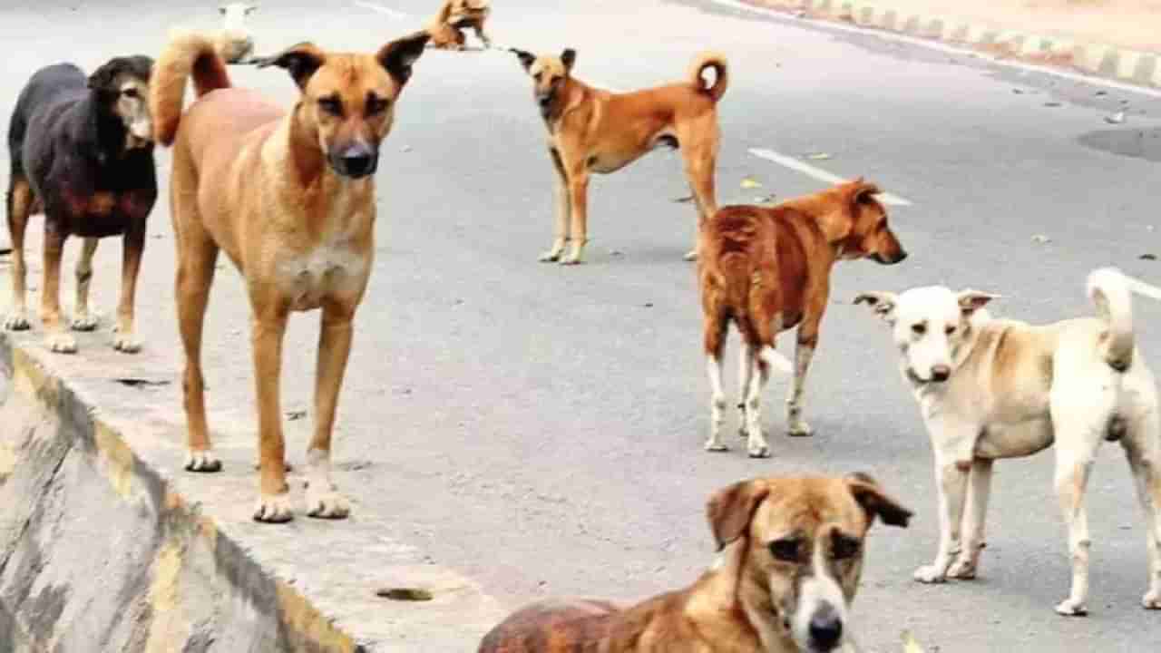 ವಿಜಯಪುರ ನಗರದಲ್ಲಿ ಹೆಚ್ಚಿದ ಬೀದಿ ನಾಯಿಗಳ ಹಾವಳಿ: ಐದಾರು ಮಕ್ಕಳ ಮೇಲೆ ದಾಳಿ