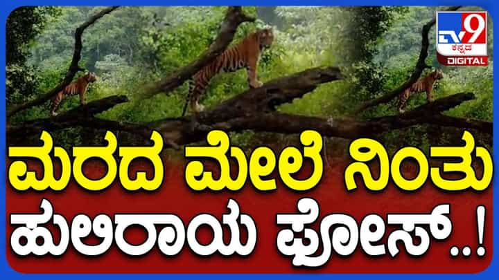 ನಾಗರಹೊಳೆ ಅಭಯಾರಣ್ಯದಲ್ಲಿ ಸಫಾರಿಗೆ ಅಂತ ಹೋದವರನ್ನು ಹುಲಿರಾಯ ಮರದ ಮೇಲೆ ನಿಂತು ಸ್ವಾಗತಿಸಿದ! ನಾಗರಹೊಳೆ ಅಭಯಾರಣ್ಯದಲ್ಲಿ ಸಫಾರಿಗೆ ಅಂತ ಹೋದವರನ್ನು ಹುಲಿರಾಯ ಮರದ ಮೇಲೆ ನಿಂತು ಸ್ವಾಗತಿಸಿದ!