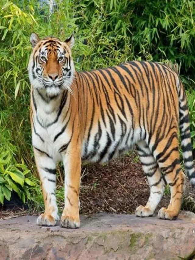 ಮೈಸೂರಿನಲ್ಲಿ ಮುಂದುವರಿದ ಹುಲಿ ಹುಡುಕಾಟ