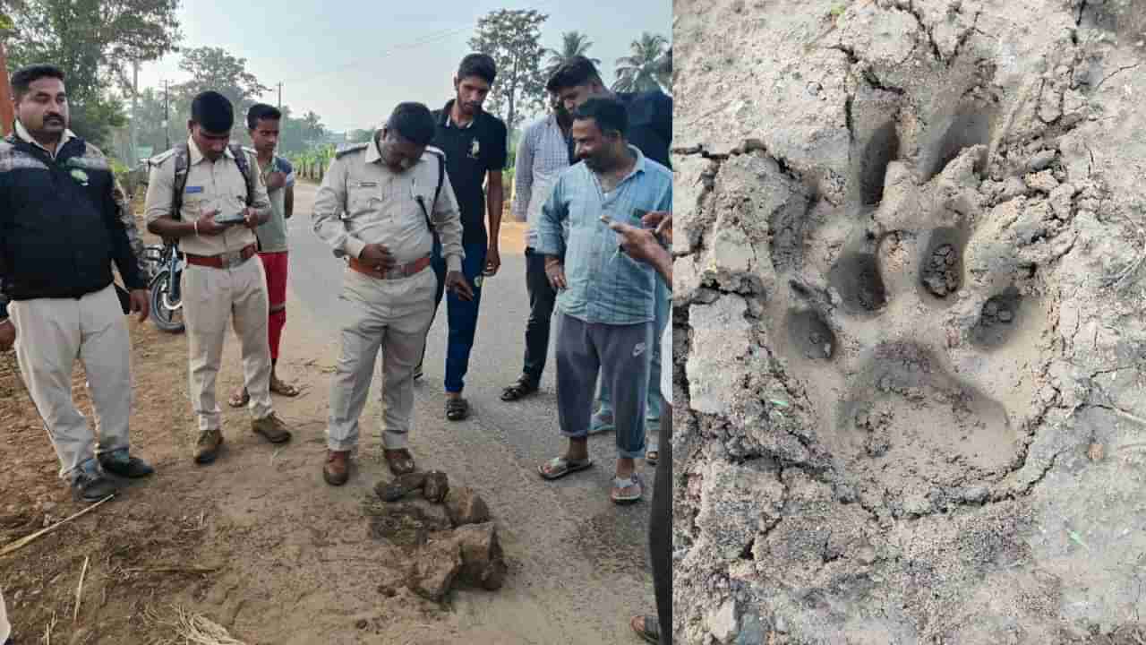 ಮೈಸೂರು ಜಿಲ್ಲೆಯಲ್ಲಿ ವ್ಯಾಘ್ರನ ಕಾಟ: ಹೊಲ, ತೋಟ, ರಸ್ತೆಯಲ್ಲೆಲ್ಲ ಹುಲಿ ಹೆಜ್ಜೆ ಗುರುತು ಪತ್ತೆ