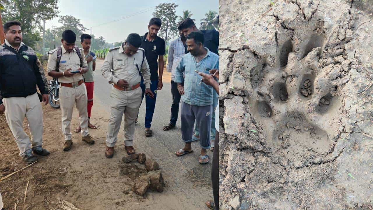 ಮೈಸೂರು ಜಿಲ್ಲೆಯಲ್ಲಿ ವ್ಯಾಘ್ರನ ಕಾಟ: ಹೊಲ, ತೋಟ, ರಸ್ತೆಯಲ್ಲೆಲ್ಲ ಹುಲಿ ಹೆಜ್ಜೆ ಗುರುತು ಪತ್ತೆ ಮೈಸೂರು ಜಿಲ್ಲೆಯಲ್ಲಿ ವ್ಯಾಘ್ರನ ಕಾಟ: ಹೊಲ, ತೋಟ, ರಸ್ತೆಯಲ್ಲೆಲ್ಲ ಹುಲಿ ಹೆಜ್ಜೆ ಗುರುತು ಪತ್ತೆ