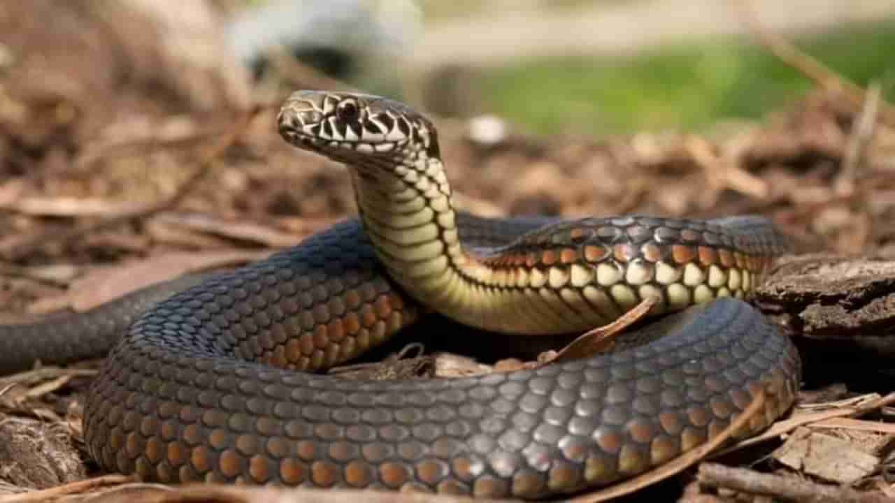 Human-snake conflict: ಮಾನವ-ಹಾವಿನ ಸಂಘರ್ಷ ಕಡಿಮೆ ಮಾಡಲು ಪಿಐಟಿ ಟ್ಯಾಗ್‌ ಮೊರೆ ಹೋದ ಕರ್ನಾಟಕ ಅರಣ್ಯ ಇಲಾಖೆ
