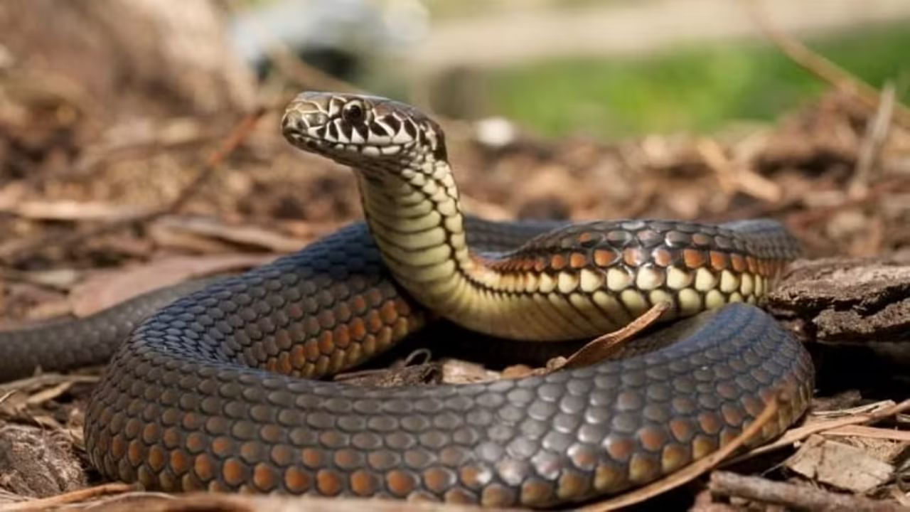 Human-snake conflict: ಮಾನವ-ಹಾವಿನ ಸಂಘರ್ಷ ಕಡಿಮೆ ಮಾಡಲು ಪಿಐಟಿ ಟ್ಯಾಗ್ ಮೊರೆ ಹೋದ ಕರ್ನಾಟಕ ಅರಣ್ಯ ಇಲಾಖೆ