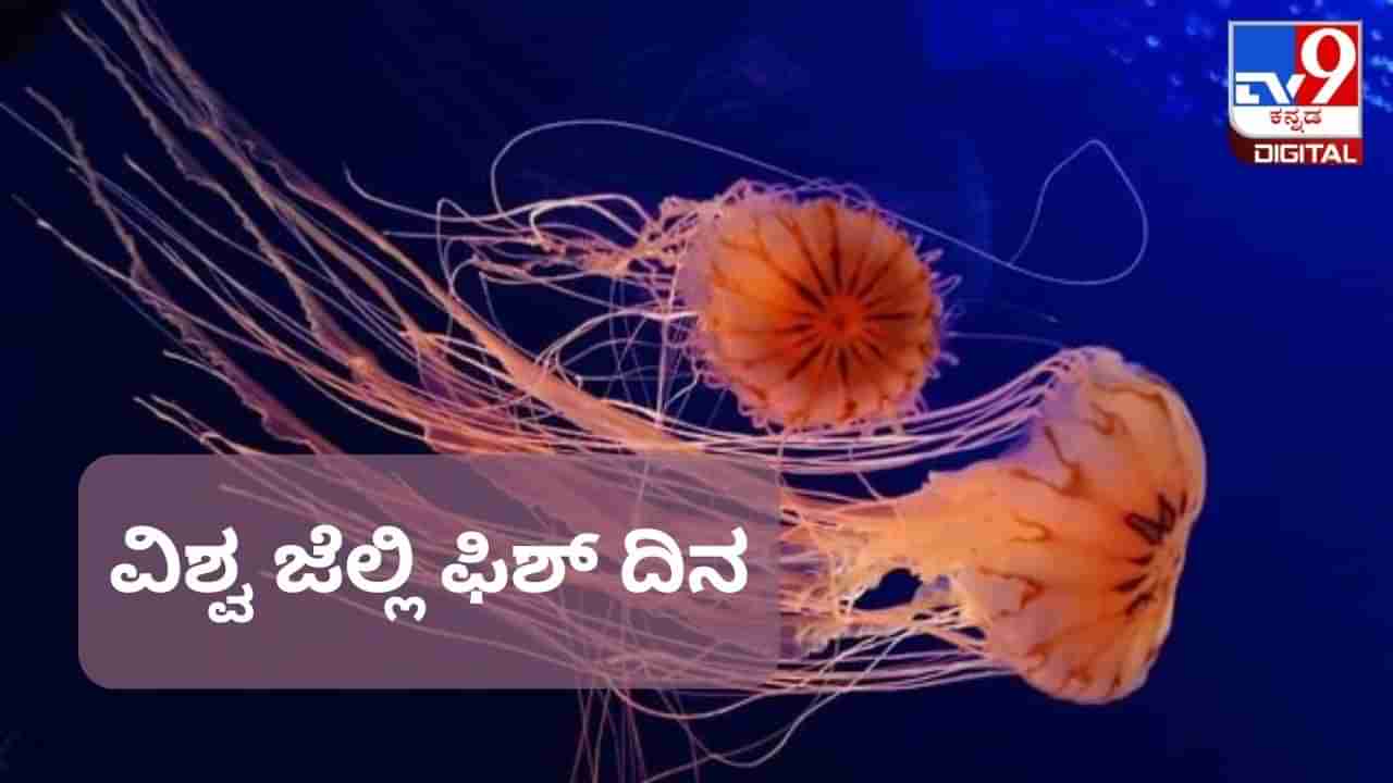 World Jellyfish Day 2023: ವಿಶ್ವ ಜೆಲ್ಲಿ ಫಿಶ್ ದಿನ, ಈ ದಿನದ ಇತಿಹಾಸ ಪ್ರಾಮುಖ್ಯತೆ ಏನು? 