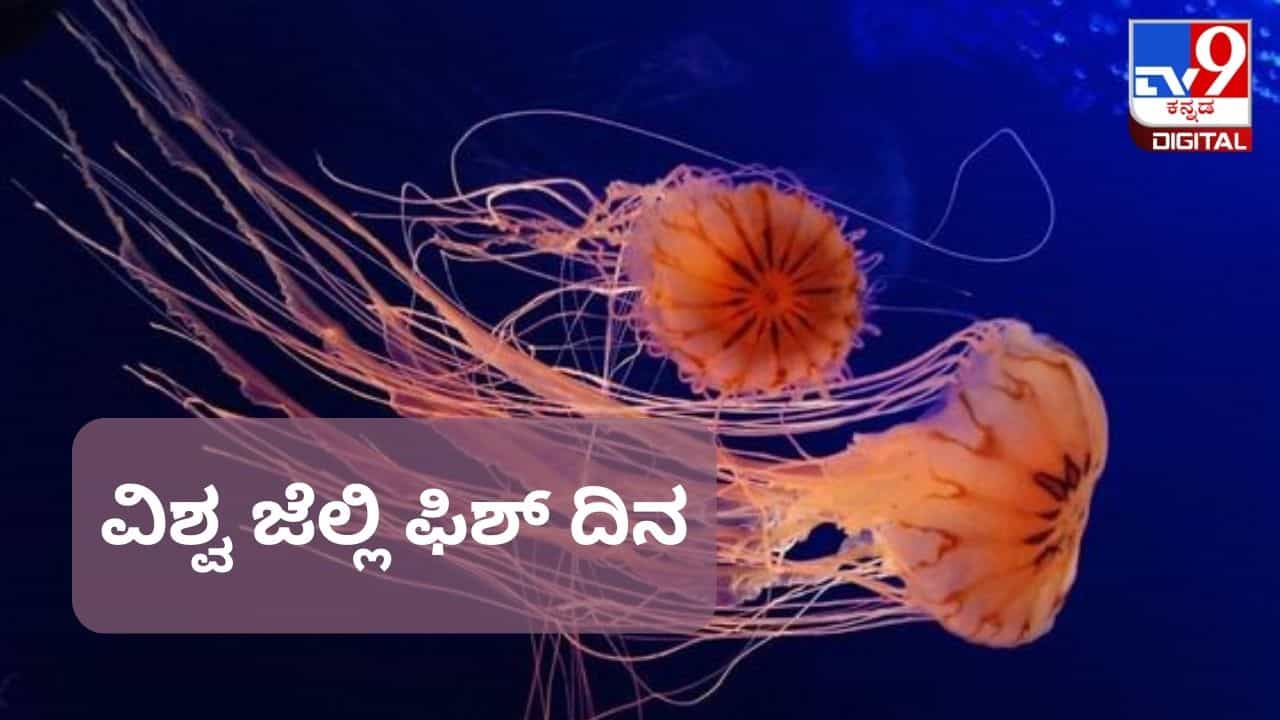 World Jellyfish Day 2023: ವಿಶ್ವ ಜೆಲ್ಲಿ ಫಿಶ್ ದಿನ, ಈ ದಿನದ ಇತಿಹಾಸ ಪ್ರಾಮುಖ್ಯತೆ ಏನು? World Jellyfish Day 2023: ವಿಶ್ವ ಜೆಲ್ಲಿ ಫಿಶ್ ದಿನ, ಈ ದಿನದ ಇತಿಹಾಸ ಪ್ರಾಮುಖ್ಯತೆ ಏನು?