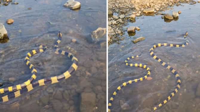 ನೀವು ಒಮ್ಮೆ ನೋಡಿ: ಇದು ಹಾವು ಅಲ್ಲ, ಸ್ಪೀಡ್ ಬ್ರೇಕರಾ, ಫುಲ್ ಕನ್ಫ್ಯೂಸ್?
